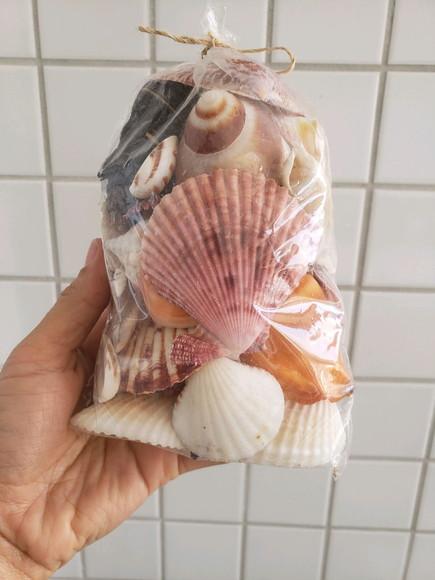 2 Sacos de Conchas do Mar P