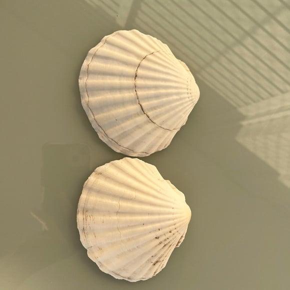 2 Conchas do Mar Shell Cod 2