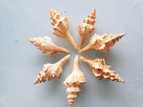 2 Conchas do Mar Fusinus