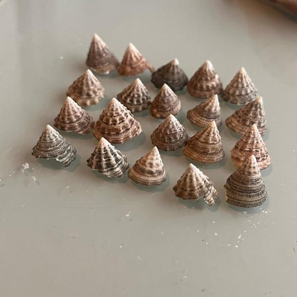20 Conchas do Mar