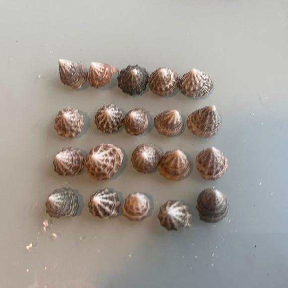 20 Conchas do Mar