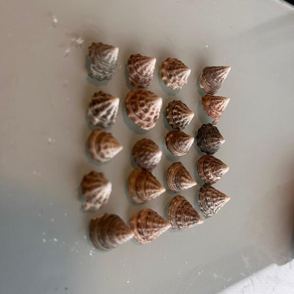 20 Conchas do Mar