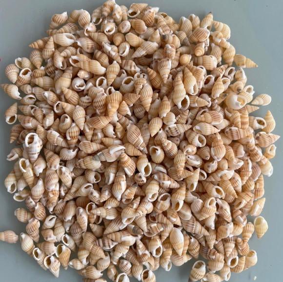 200 Conchas do Mar