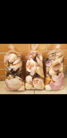 3 Sacos de Conchas do Mar Natural G
