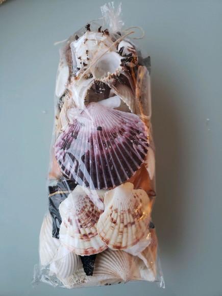 40 Conchas do Mar Natural