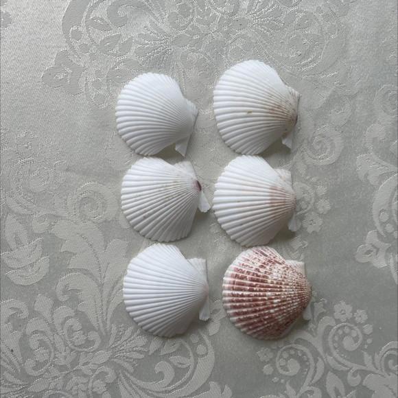 6 Conchas do Mar Cod 4