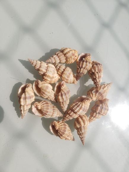 6 Conchas do Mar