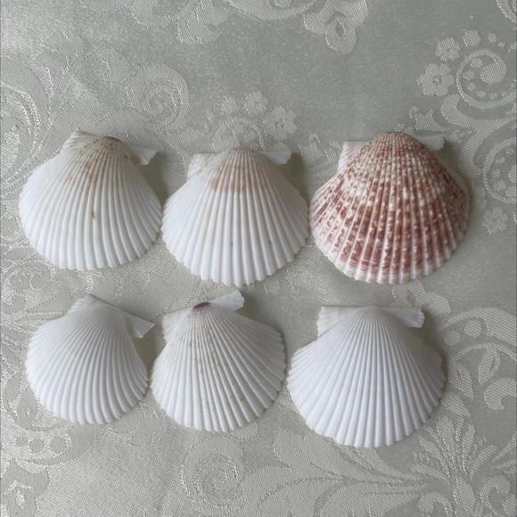 6 Conchas do Mar Cod 4