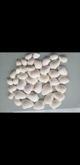 30 Conchas do Mar