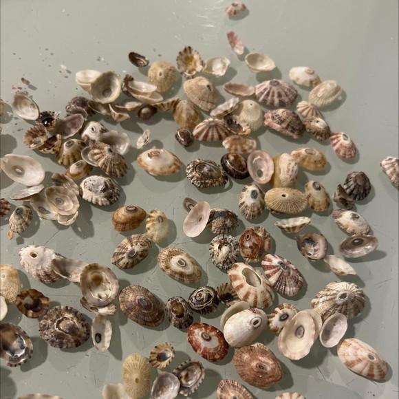 30 Conchas do Mar