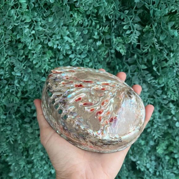 Abalone Concha do Mar Cod 02
