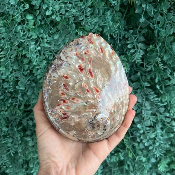 Abalone Concha do Mar Cod 02