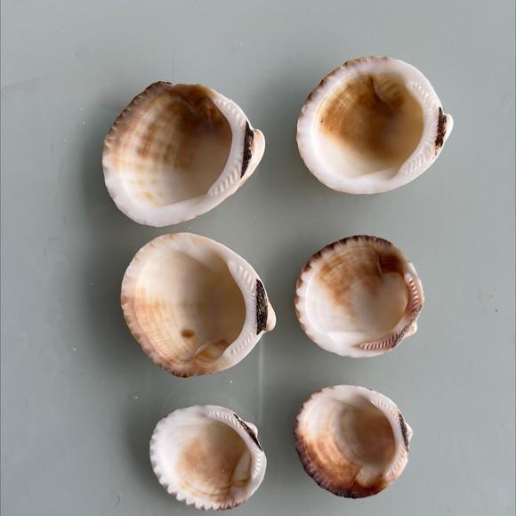 6 Conchas do Mar Cod 88