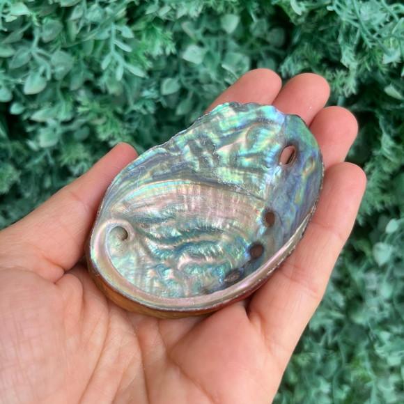 Abalone Concha do Mar Cod 062