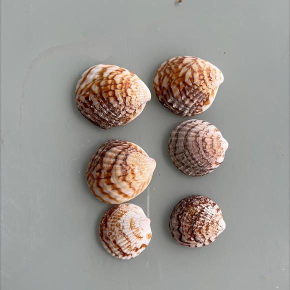 6 Conchas do Mar Cod 88