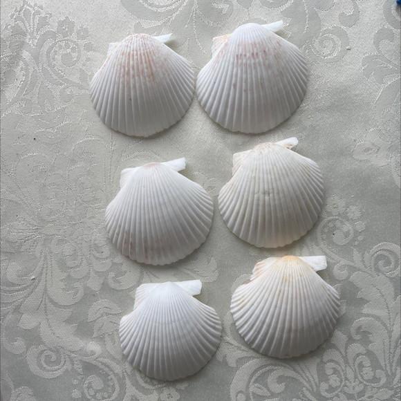 6 Conchas do Mar Cod 6