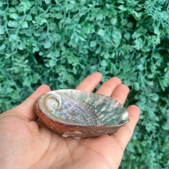 Abalone Concha do Mar Cod 063