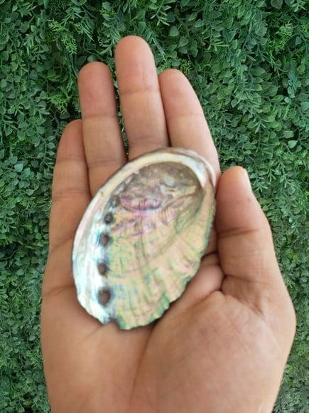 Abalone Concha do Mar Cod 16