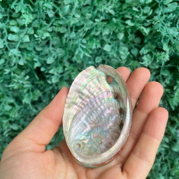 Abalone Concha do Mar Cod 063