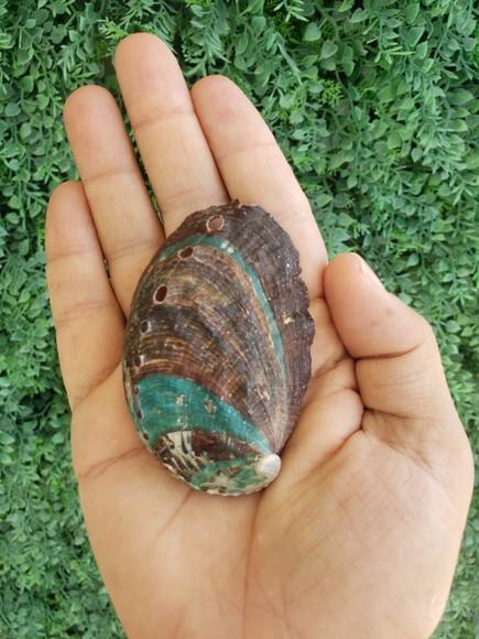 Abalone Concha do Mar Cod 16