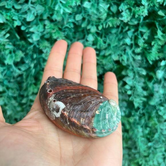 Abalone Concha do Mar Cod 063