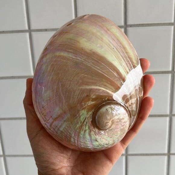 Abalone Perolada Cod 01