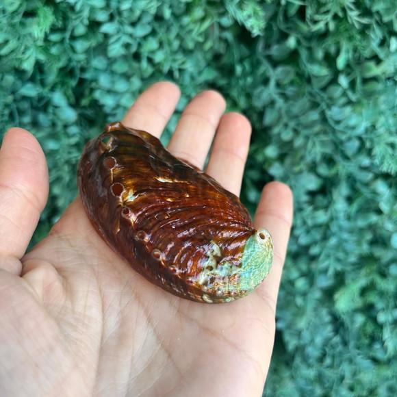 Abalone Concha do Mar Cod 4