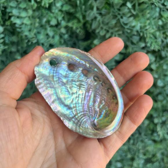 Abalone Concha do Mar Cod 2