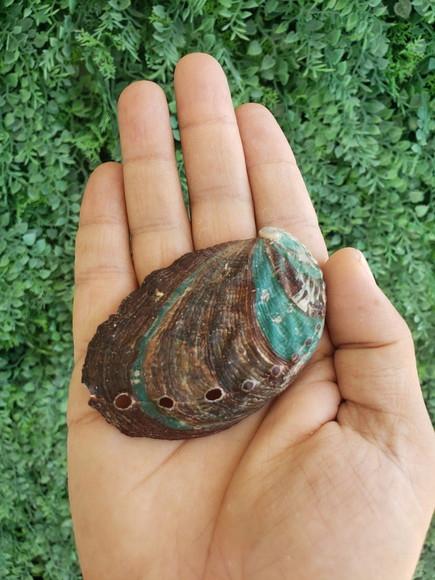 Abalone Concha do Mar Cod 16