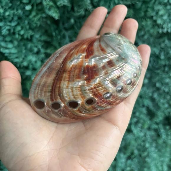 Abalone Red Cod 02