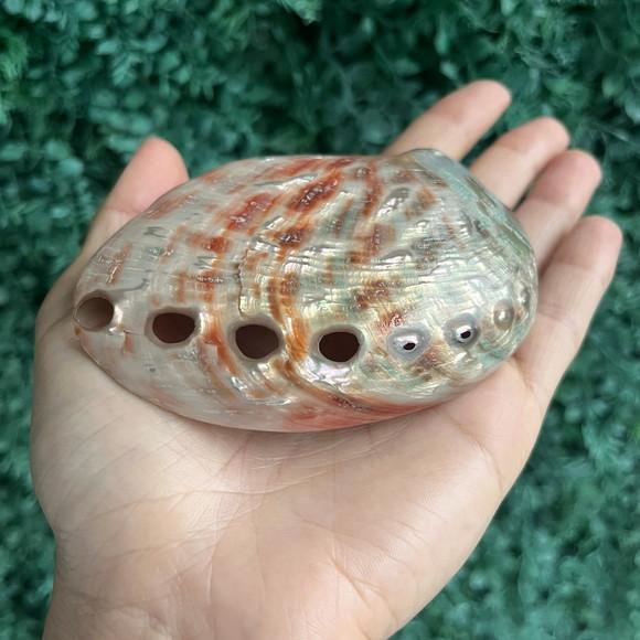 Abalone Red Cod 01