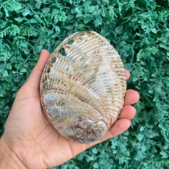 Abalone Perolada m Cod 051