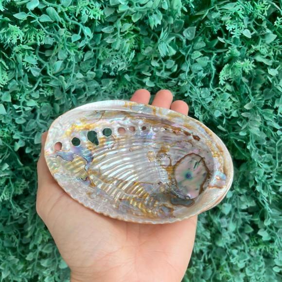 Abalone Perolada m Cod 051
