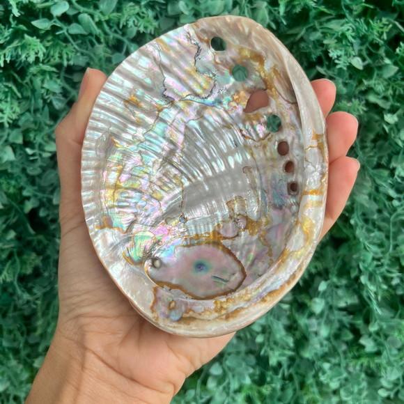 Abalone Perolada m Cod 051
