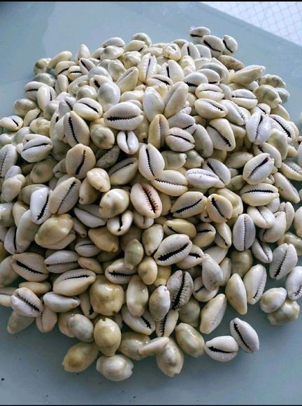 Buzio Natural Fechado 20 Unidades