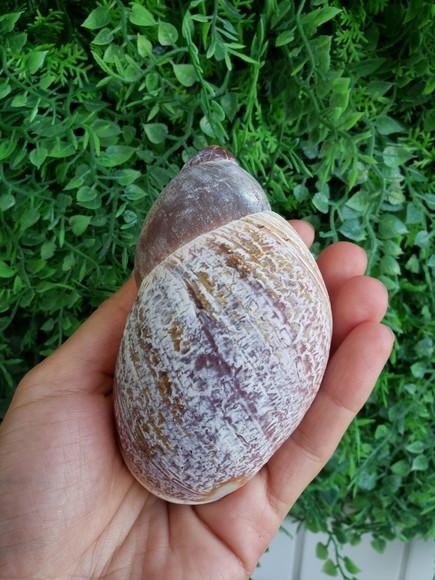 Concha 1