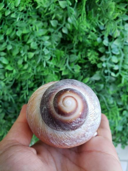 Concha 1