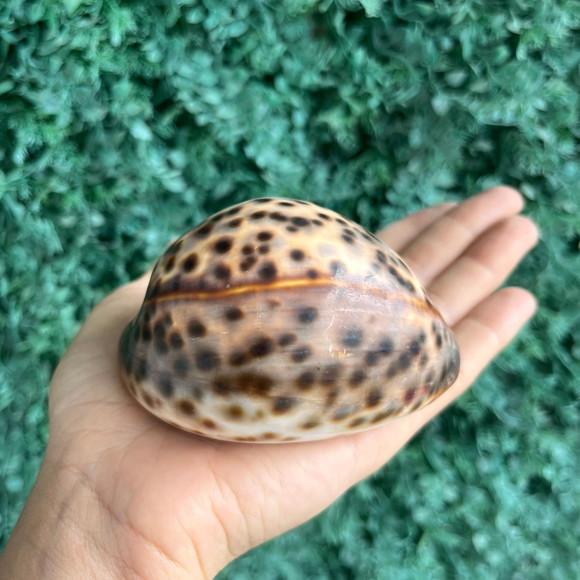 Concha Cipreia Cod Gg 05