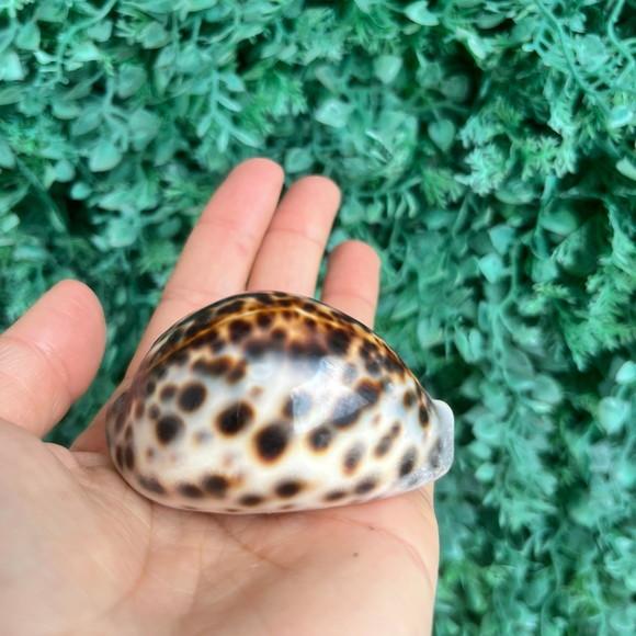 Concha Cipreia Cod 73