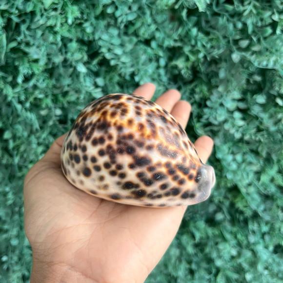Concha Cipreia Cod Gg 04