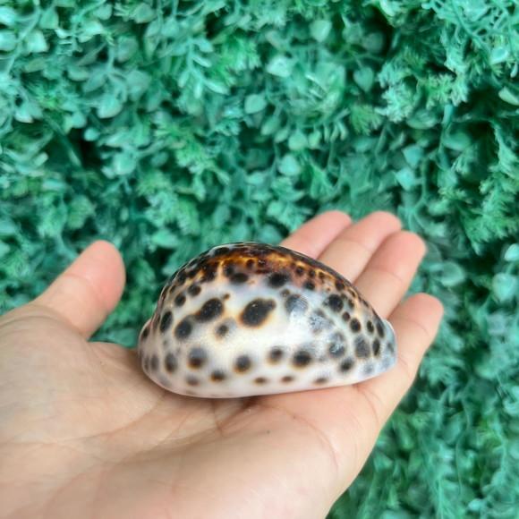 Concha Cipreia Cod 74