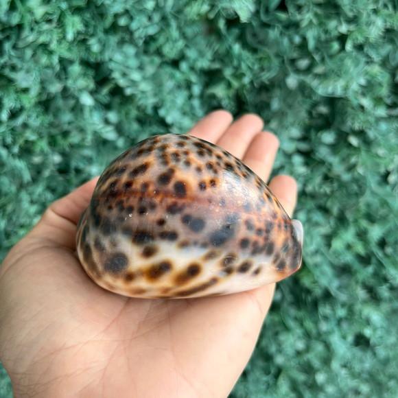 Concha Cipreia Cod Gg 06