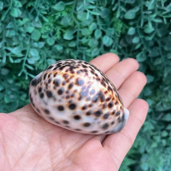 Concha Cipreia de Tigre 15