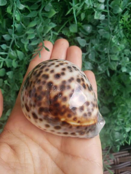 Concha Cipreia de Tigre 02