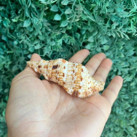 Concha Colubraria Muricata Lightfoot 1786