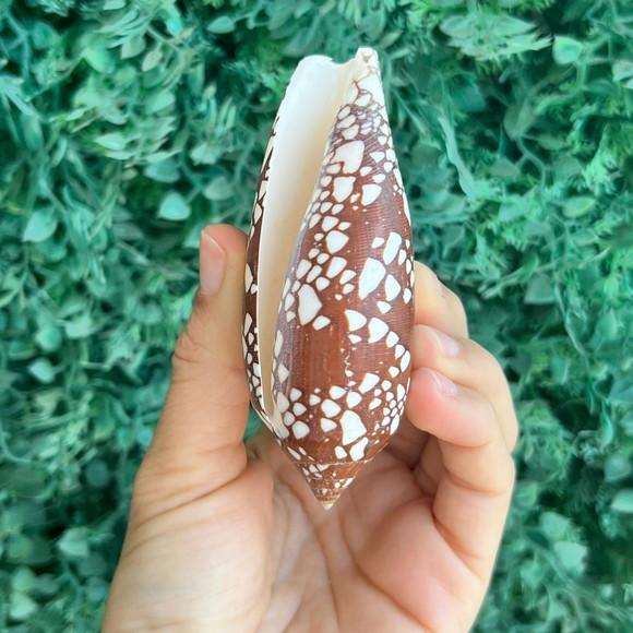 Concha Conus Aulicus l 1758 Cod 07