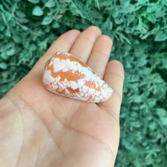 Concha Conus Pennaceus Corbieri Bloecher 1994 Cod 05