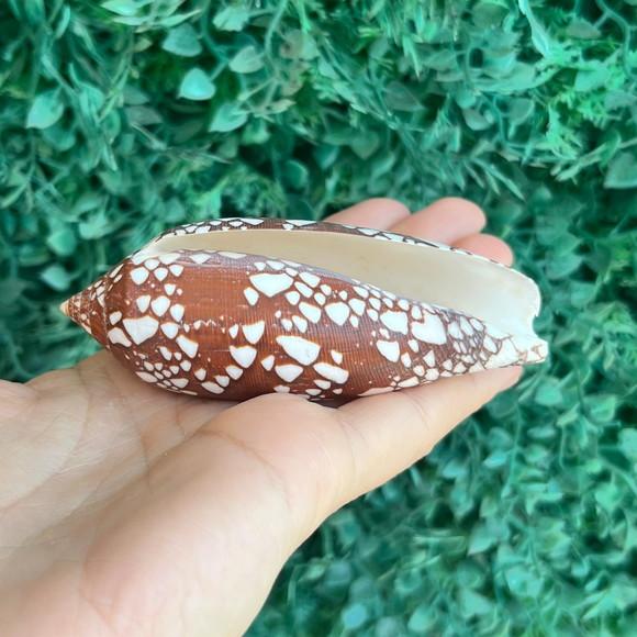 Concha Conus Aulicus l 1758 Cod 07