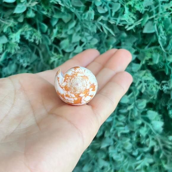 Concha Conus Pennaceus Corbieri Bloecher 1994 Cod 05