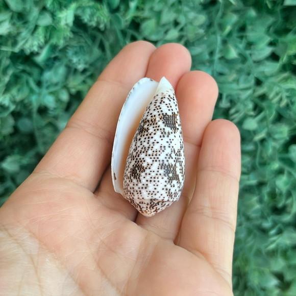 Concha Conus Stercusmuscarum l 1758 Cod 10
